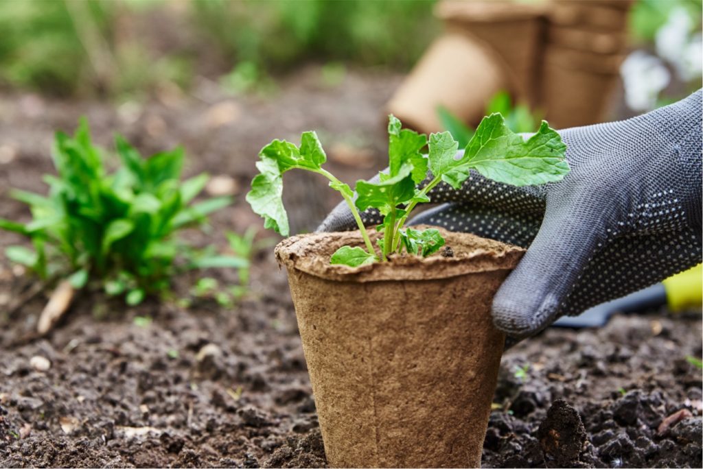 PLANTING A PEAT POT
