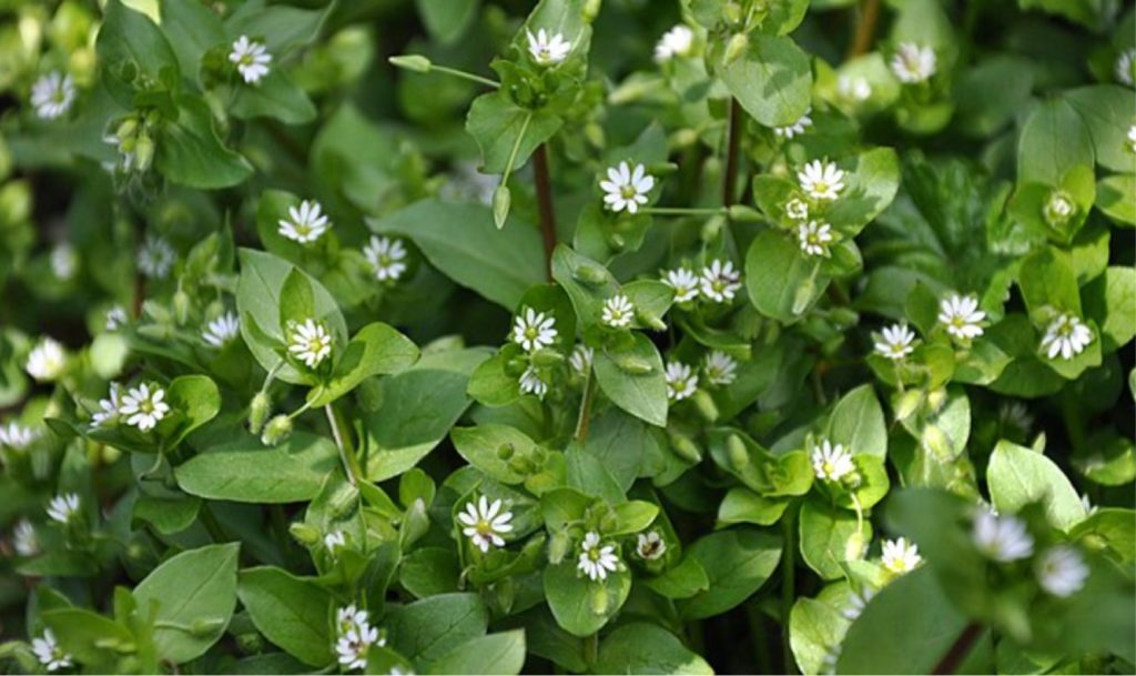 CHICKWEED