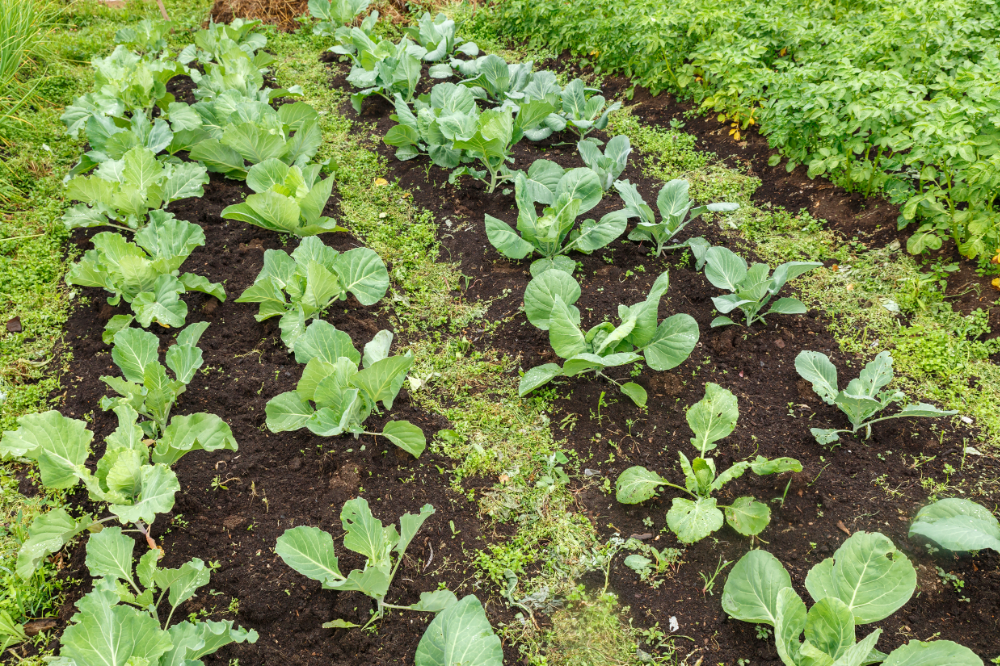 Off-Grid Gardening: Cultivating Self-Sufficiency and Nutrient-Rich ...